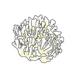 シロキクラゲエキス