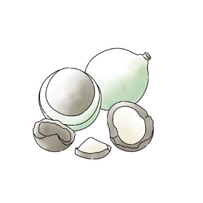 マカデミア種子油